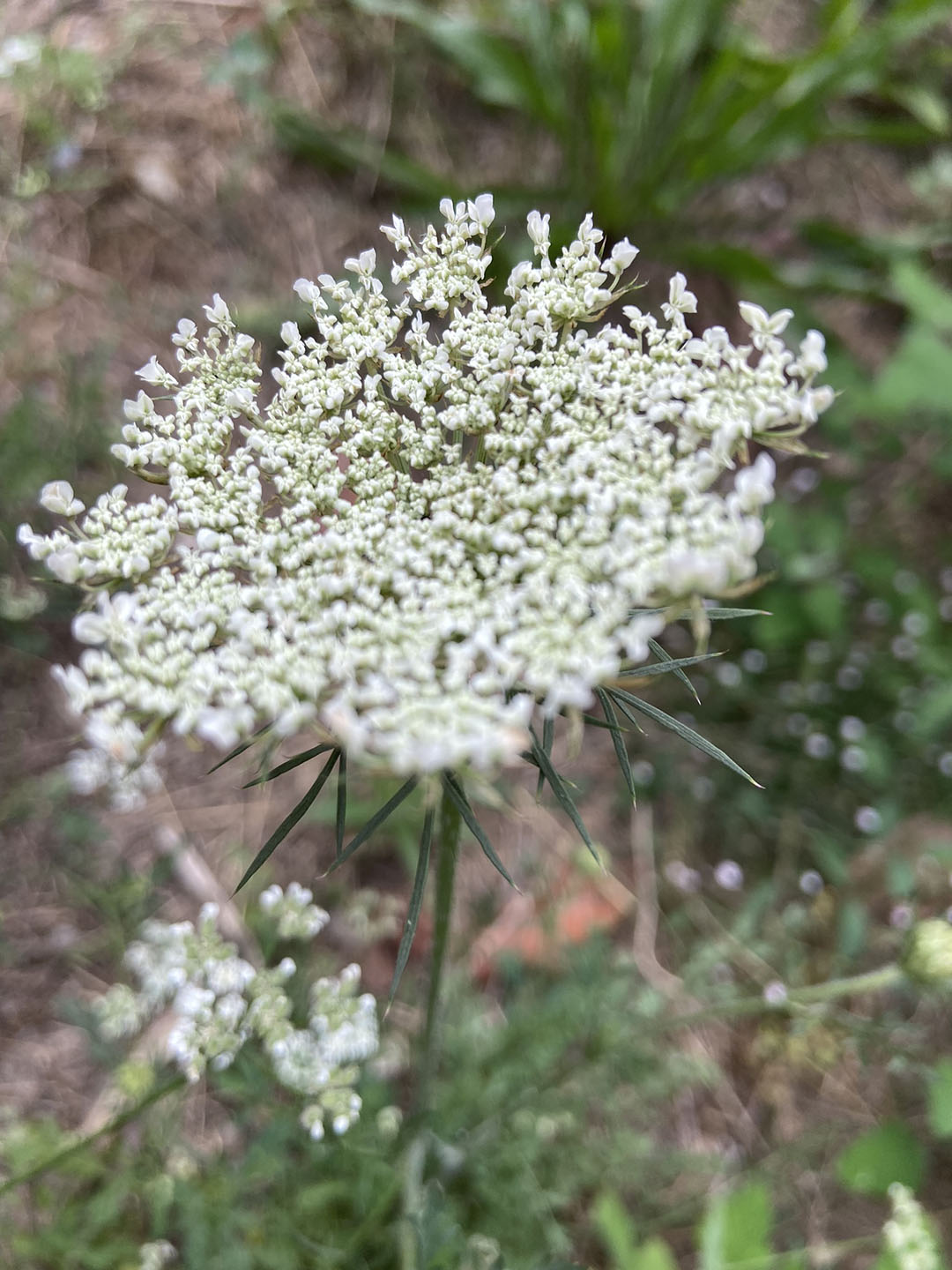 https://federicoedeborah.it/Portals/0/DNNGo_PhotoAlbums/721/0/natura-04.JPEG