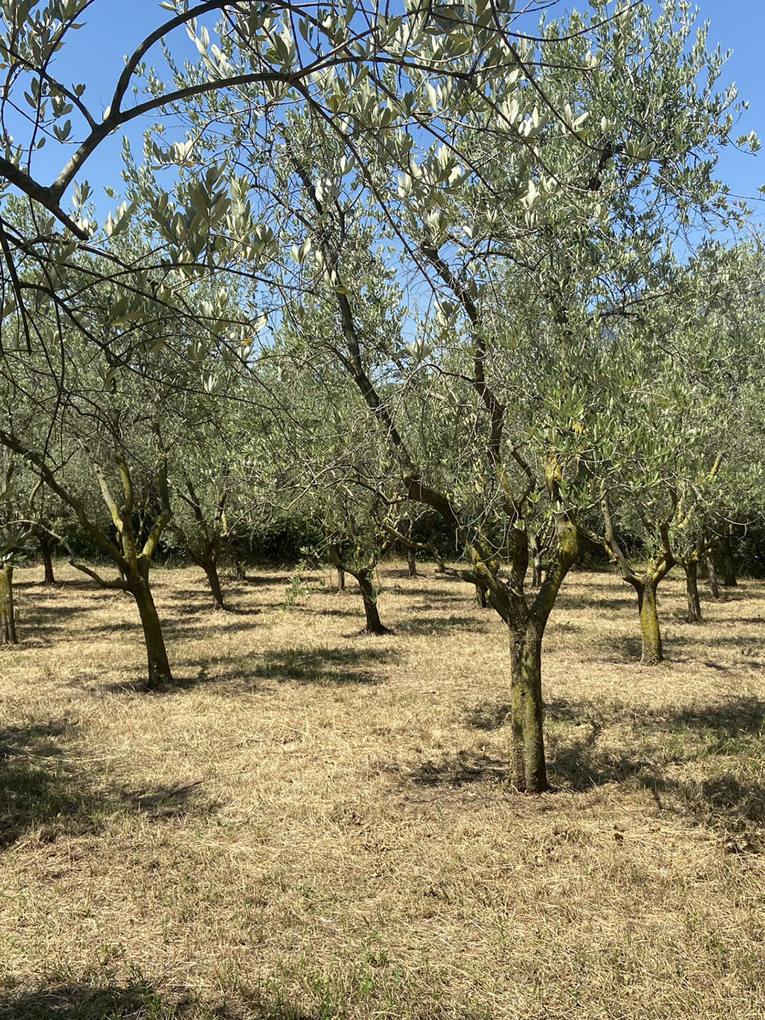 https://federicoedeborah.it/Portals/0/DNNGo_PhotoAlbums/721/0/natura-16.JPEG